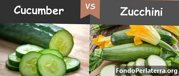Cetriolo vs. Zucchine