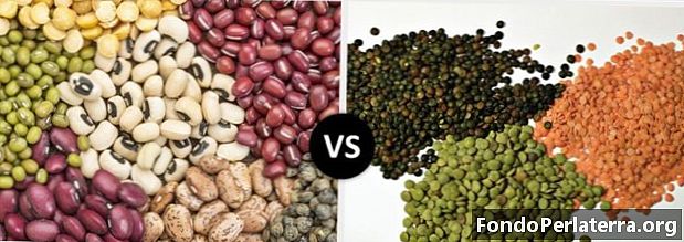 豆类vs.扁豆