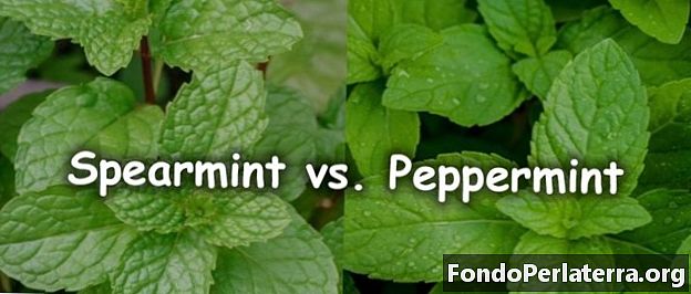 Spearmint vs. Peppermint