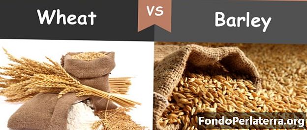 Pšenice vs. ječmen