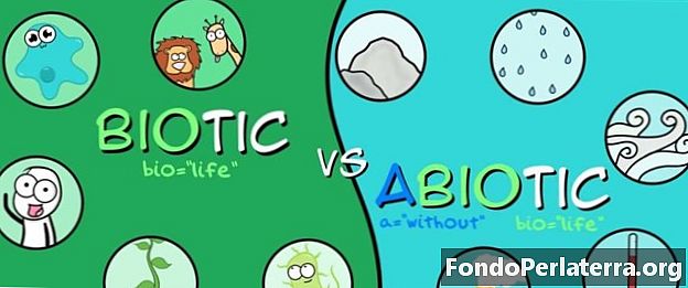 Abiotický vs. biotický