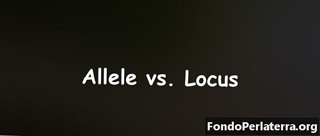 Allele vs. Locus