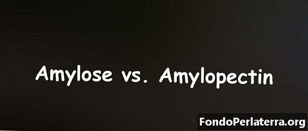 Amilosio vs Amilopectina