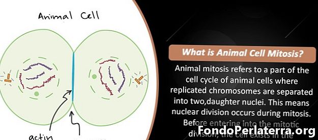 动物细胞有丝分裂与植物细胞有丝分裂 健康 22