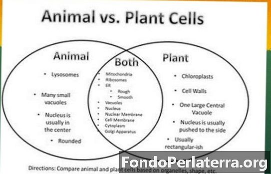 Mitosi a cellule animali vs Mitosi a cellule vegetali