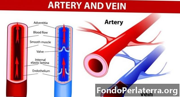 Arterid vs veenid