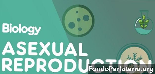 Asexual reproduktion kontra sexuell reproduktion