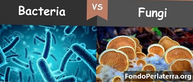 Bakterie vs. houby