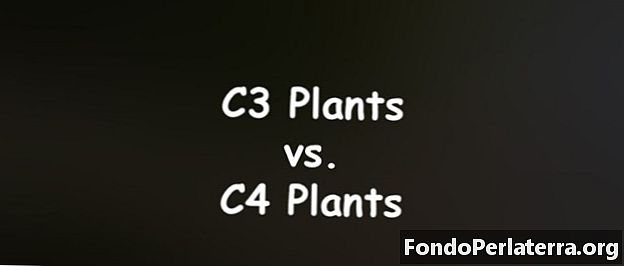 C3-växter kontra C4-växter