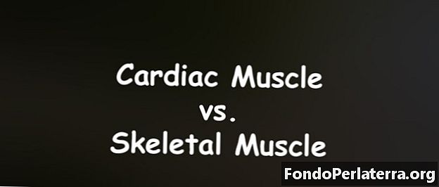 Músculo cardíaco versus músculo esquelético