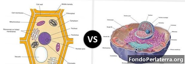 Cell Wall vs. Cell Membrane