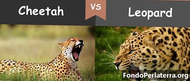 Гепард проти Леопарда