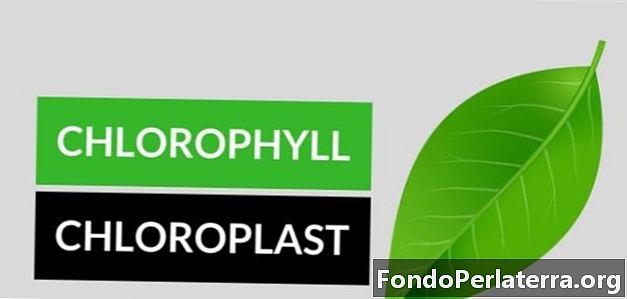 Chlorofyl versus chloroplast