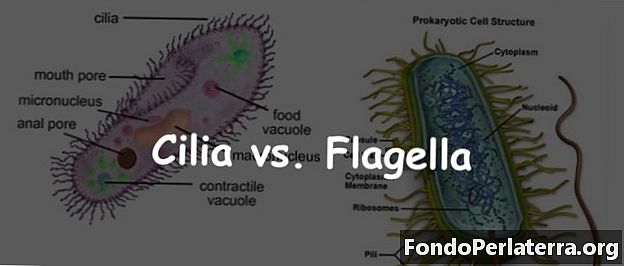 Cilia vs. Flagella