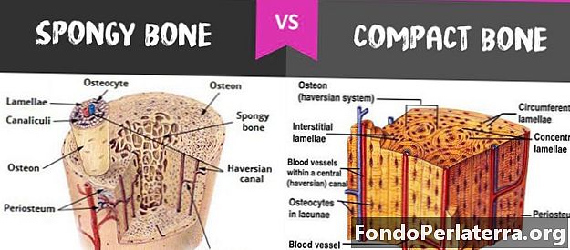 Kompaktní kosti vs. spongy kosti