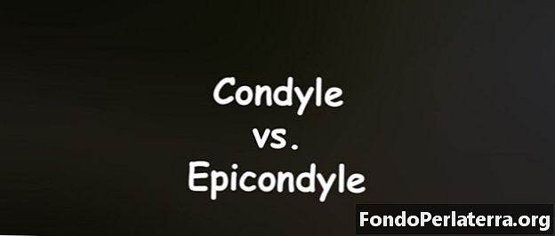 Condyle vs Epicondil