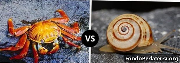 Crustáceos vs. Moluscos