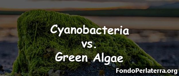 Cianobactérias vs. Algas Verdes