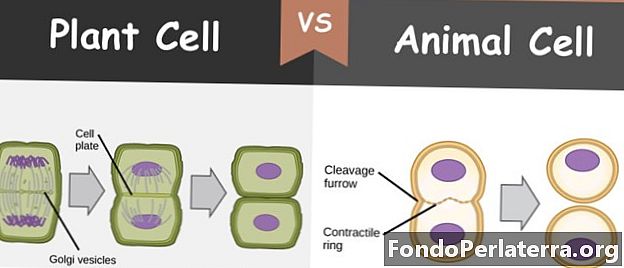 Citocinesi nelle cellule vegetali vs. Citocinesi nelle cellule animali