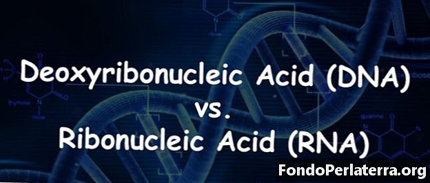 Acido desossiribonucleico (DNA) vs. acido ribonucleico (RNA)