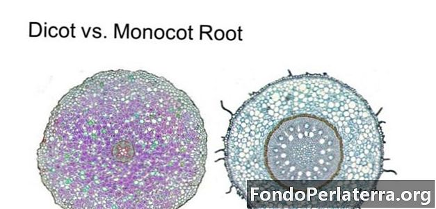 Dicot Root vs. Monocot Root