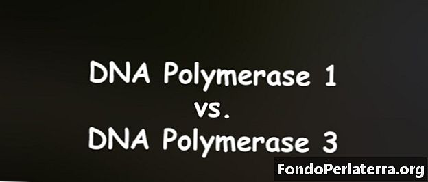 DNA polimerasi 1 vs. DNA polimerasi 3