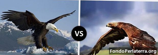Águila vs halcón