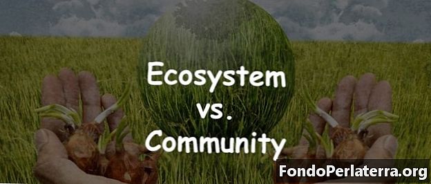 Οικοσύστημα έναντι Κοινότητας