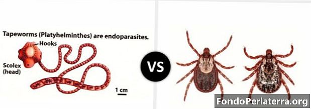 Endoparaziti v primerjavi z ektoparaziti