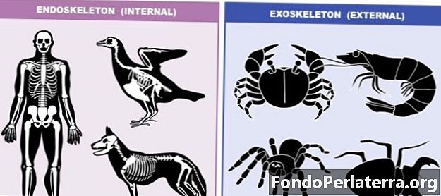 Endoesqueleto vs Exoesqueleto