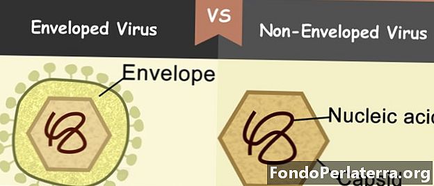 Binalangkas na Virus kumpara sa Di-Enveloped Virus