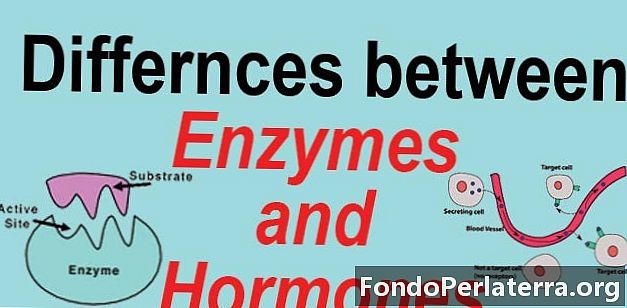 Enzymy vs. hormony