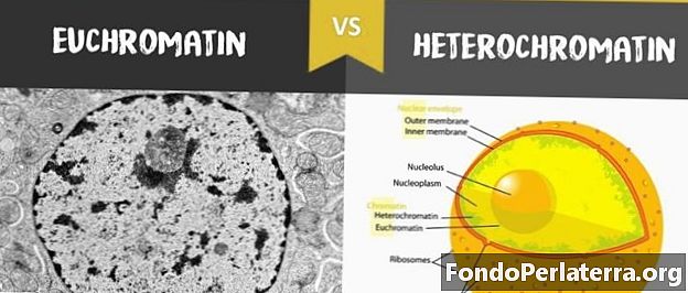 Euchromatin กับ Heterochromatin