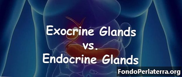 Glàndules exocrines vs. glàndules endocrines