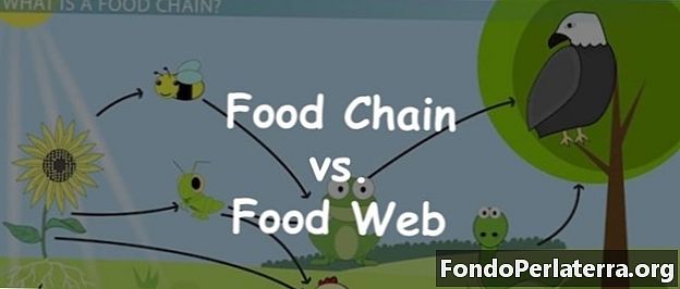 Potravinový řetězec vs. potravinový web