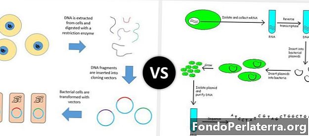Genomikirjasto vs. cDNA-kirjasto