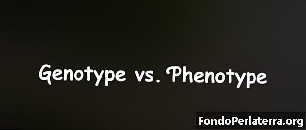 Genotyp vs. fenotyp