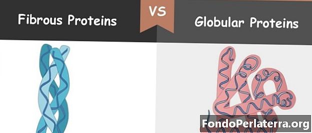 Globulära proteiner kontra fibrösa proteiner