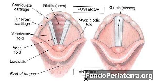 Glottis pret Epiglottis
