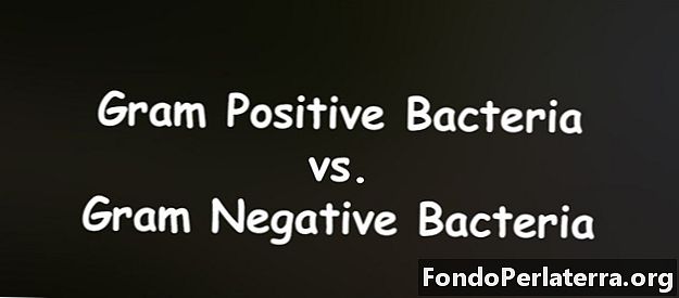 Gram pozitivní bakterie vs. gram negativní bakterie