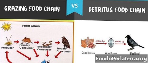 Beiting Food Chain vs. Detritus Food Chain
