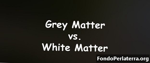 Gray Matter vs. White Matter