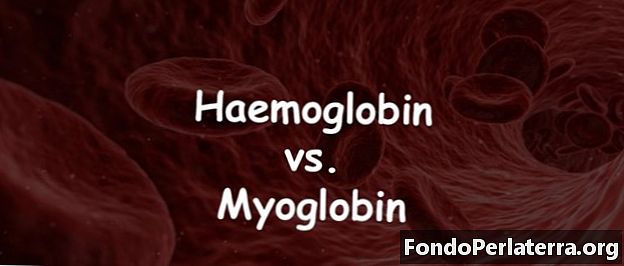 Hemoglobin proti mioglobinu