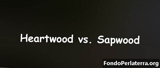 Heartwood กับ Sapwood
