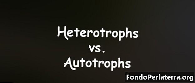 Heterotrofy vs. autotrofy