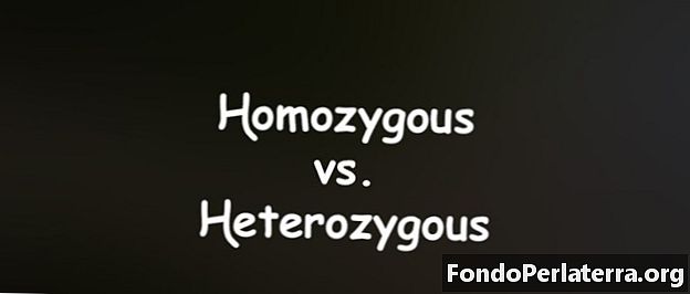 Homozygotná verzus heterozygotná