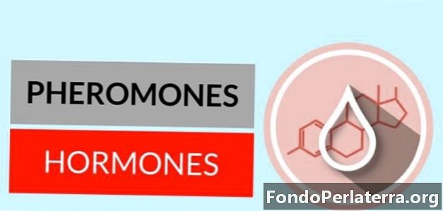 ฮอร์โมนกับฟีโรโมน