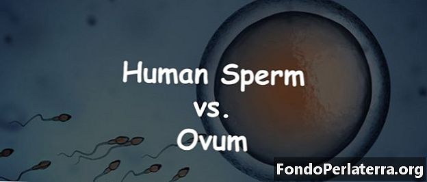 Menselijk sperma versus eicel