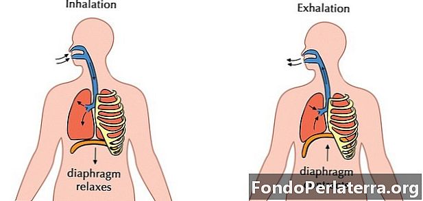 Inhalació vs. exhalació