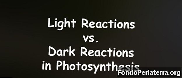 Világos és sötét reakciók a fotoszintézisben